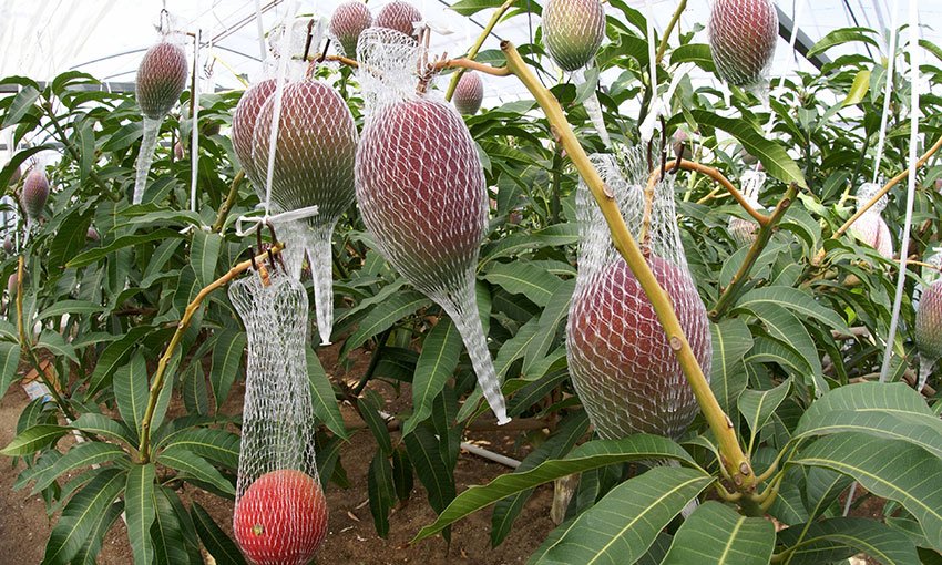 ផ្លែស្វាយដែលមានតម្លៃថ្លៃជាងគេបំផុតលើពិភពលោក (មានវីដេអូ)