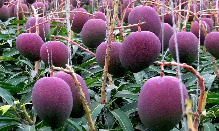 ផ្លែស្វាយដែលមានតម្លៃថ្លៃជាងគេបំផុតលើពិភពលោក (មានវីដេអូ)