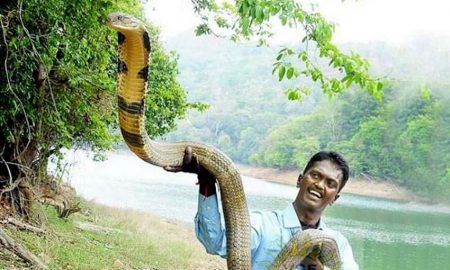 man-cobra-news