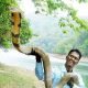 man-cobra-news