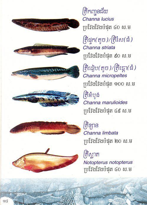 គួរ​យល់​ដឹងប្រភេទត្រីទឹកសាបសំខាន់ៗ នៅប្រទេសកម្ពុជា
